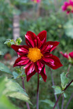 Everbloom mâtîrja - LIMIT 1 PER CUSTOMER