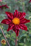 Everbloom mâtîrja - LIMIT 1 PER CUSTOMER