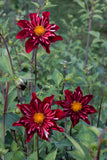 Everbloom mâtîrja - LIMIT 1 PER CUSTOMER