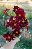 Everbloom mâtîrja - LIMIT 1 PER CUSTOMER