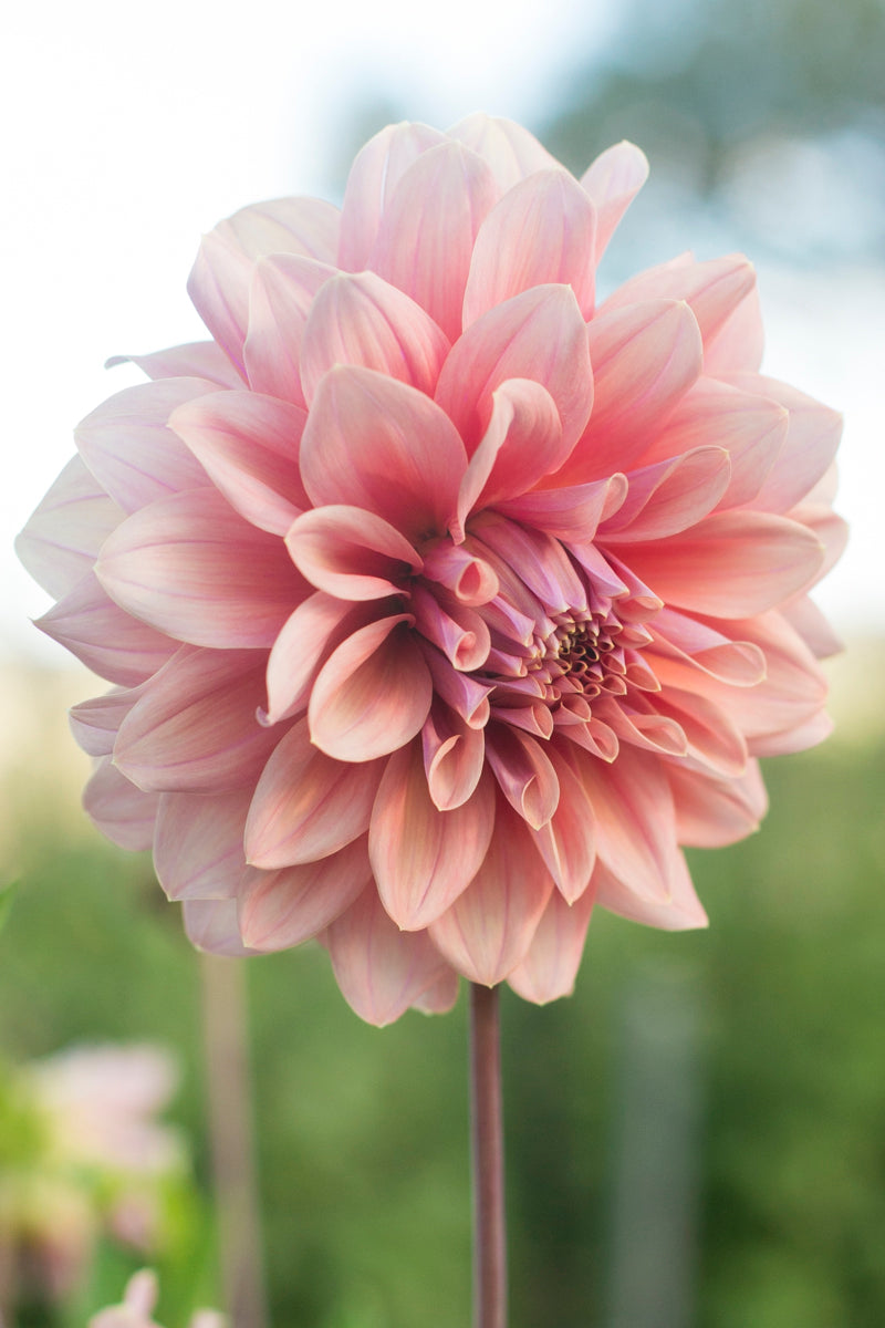 Lileah Caramel Rose – New View Farmers