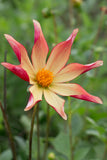 Everbloom Aldebaran