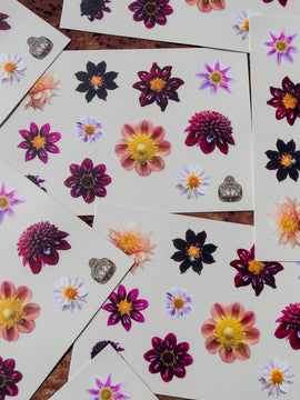 Dahlia Sticker sheet - Collarette - Waterproof vinyl
