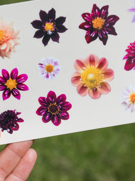 Dahlia Sticker sheet - Collarette - Waterproof vinyl