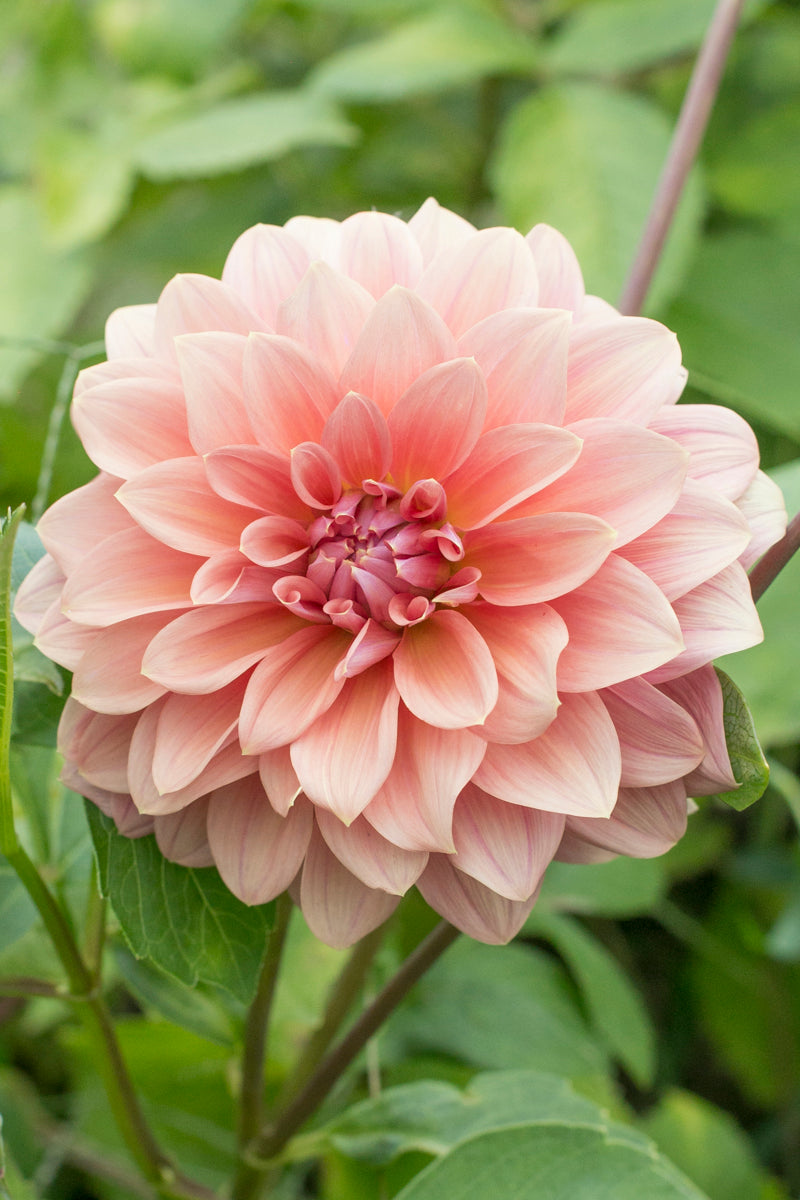 Lileah Caramel Rose – New View Farmers