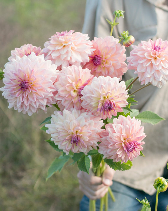 Everbloom Lullaby