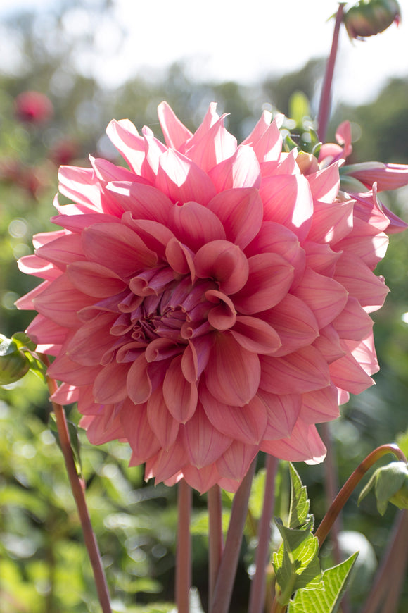 Lileah Caramel Rose