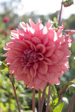 Lileah Caramel Rose