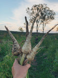 Parsnip seeds - New View