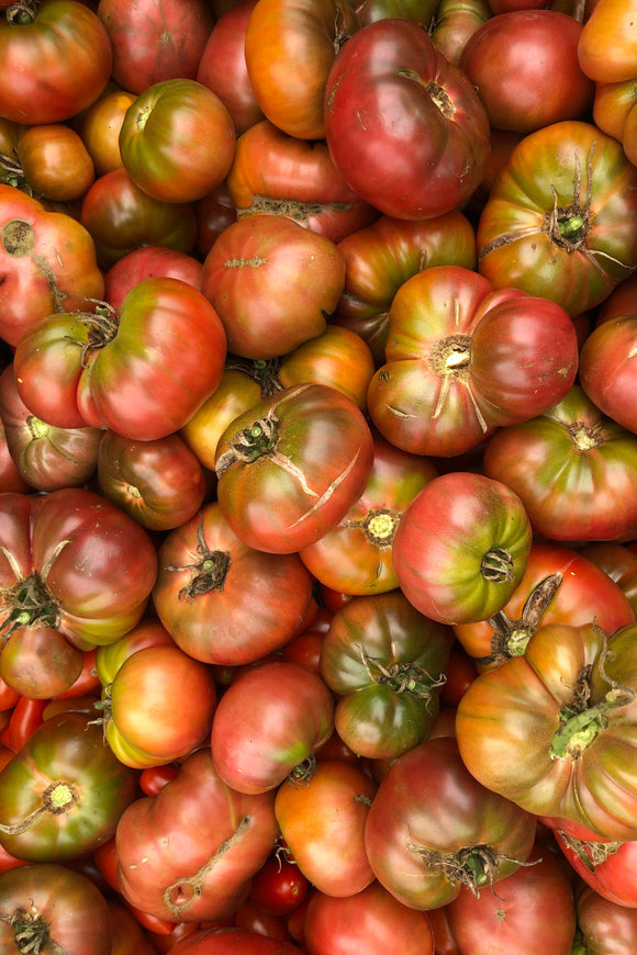 Tomato seeds -  Rainbow Large Tomato mix