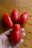 Tomato seeds -  San Manzano