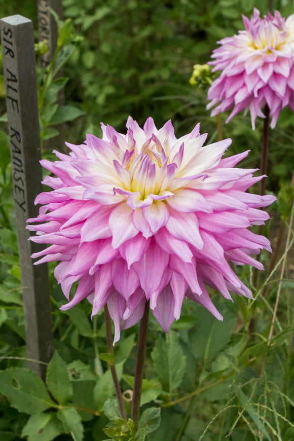 Sir Alf Ramsey (N/A 2025)
