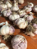 Organic garlic - Italian purple