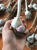 Organic garlic - Lokalen