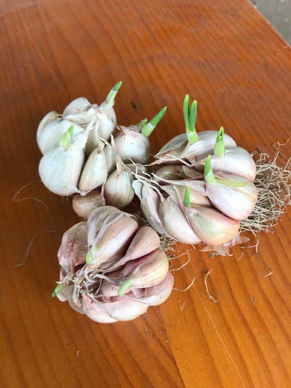 Organic garlic mystery mix