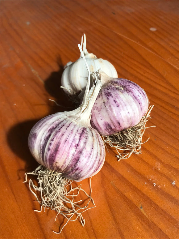 Organic Garlic - Italian Purple