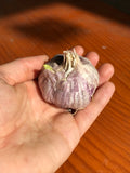 Organic garlic - Italian purple