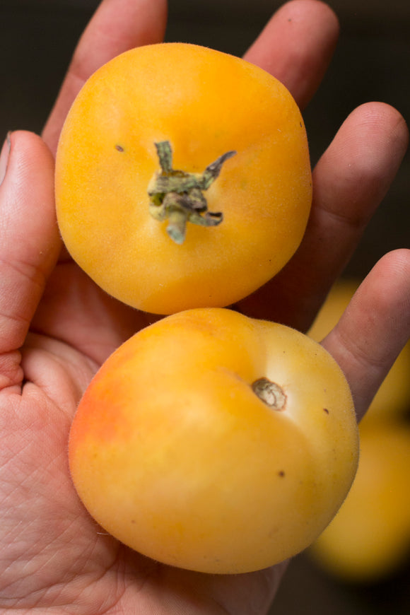 Tomato seeds - Wapsipinicon Peach