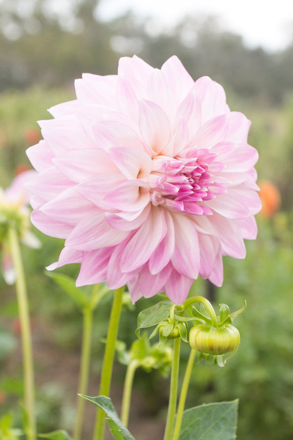 Glenbank Lavender Blush