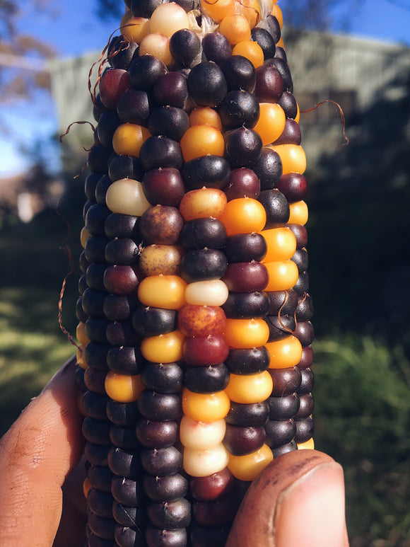 Painted Mountain - heirloom corn maize seeds