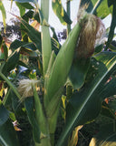 Painted Mountain - heirloom corn maize seeds