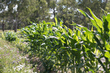 Mini Blue - popcorn seeds